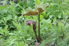 Arisaema utile